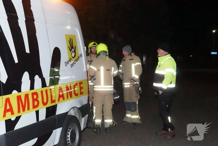 Eenden van het ijs gered door brandweer