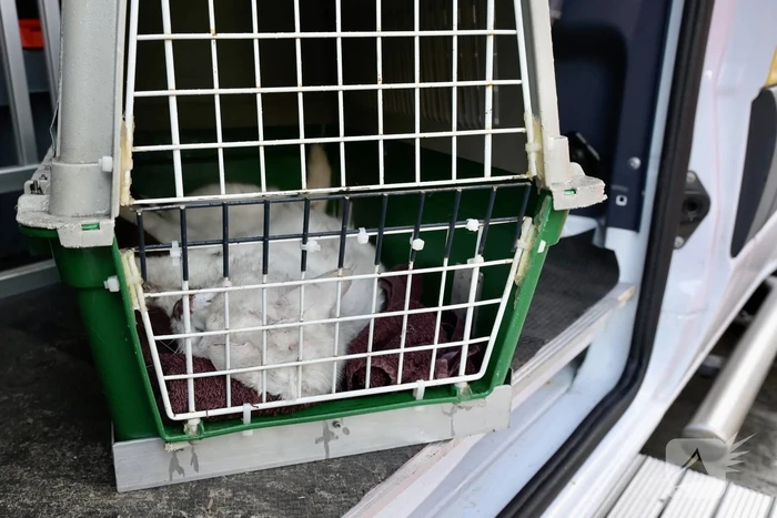 Hulpdiensten redden aangereden kat uit auto