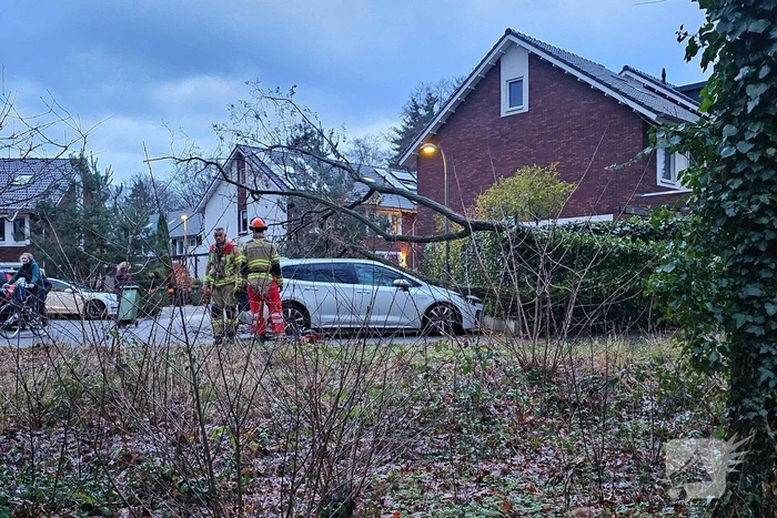 Meerdere auto's beschadigd door omgevallen boom