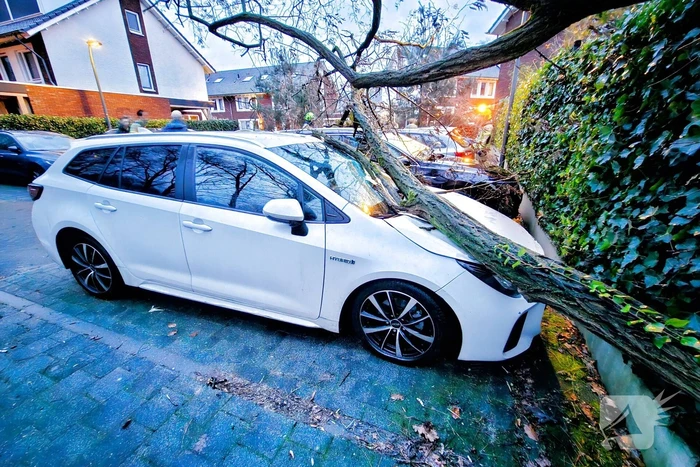 Meerdere auto's beschadigd door omgevallen boom