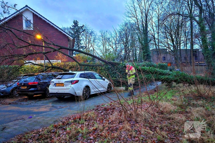Meerdere auto's beschadigd door omgevallen boom
