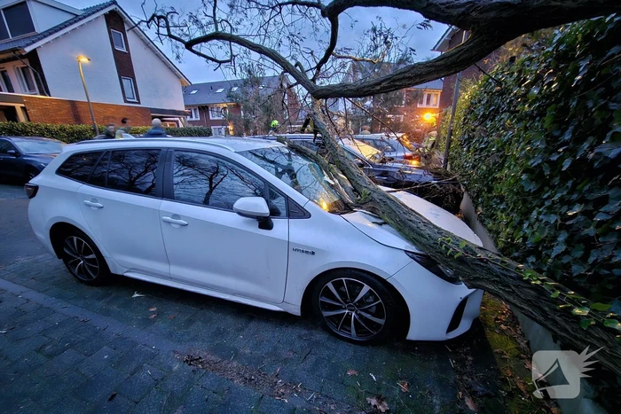 Meerdere auto's beschadigd door omgevallen boom