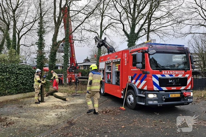 Meerdere auto's beschadigd door omgevallen boom