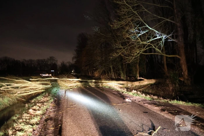 Boom waait op weg
