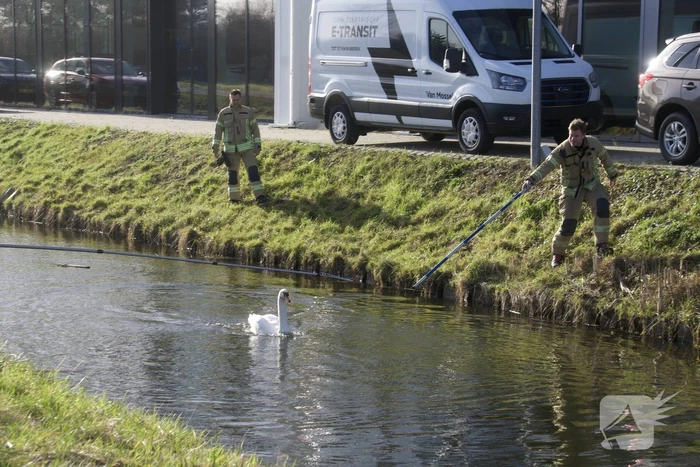 Brandweer haalt gewonde zwaan uit het water