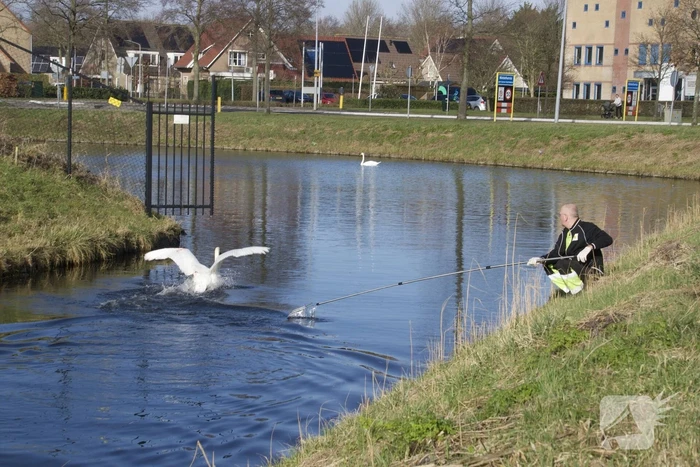 Brandweer haalt gewonde zwaan uit het water