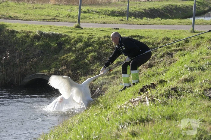 Brandweer haalt gewonde zwaan uit het water