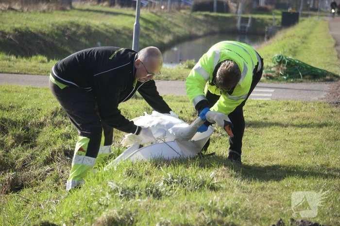 Brandweer haalt gewonde zwaan uit het water