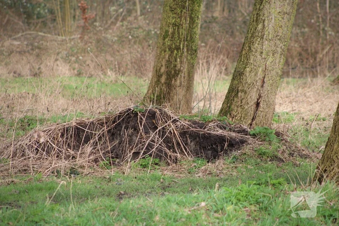 Gouwe bos afgesloten vanwege stormschades