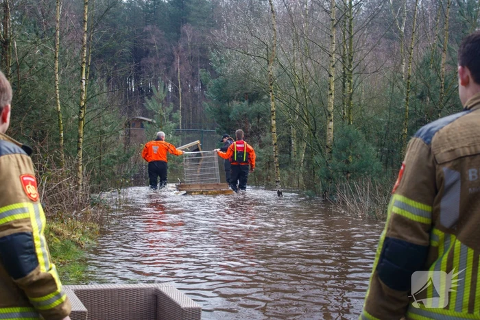 Dieren in de problemen door hoog water