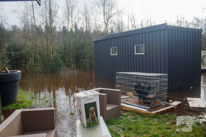 Dieren in de problemen door hoog water