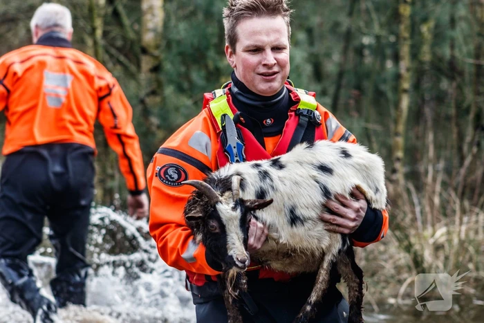 Dieren in de problemen door hoog water