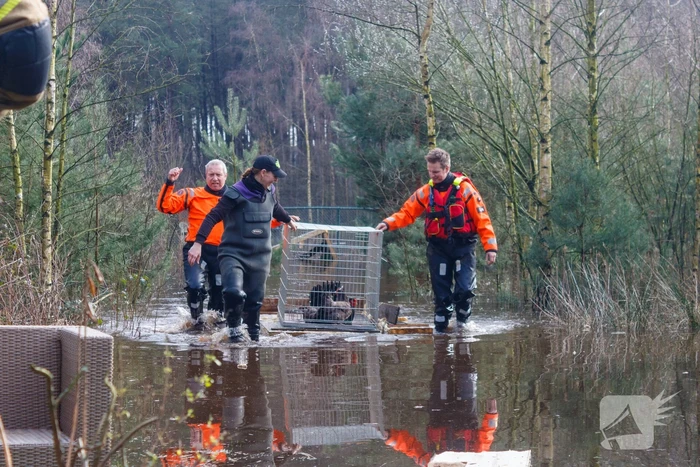 Dieren in de problemen door hoog water