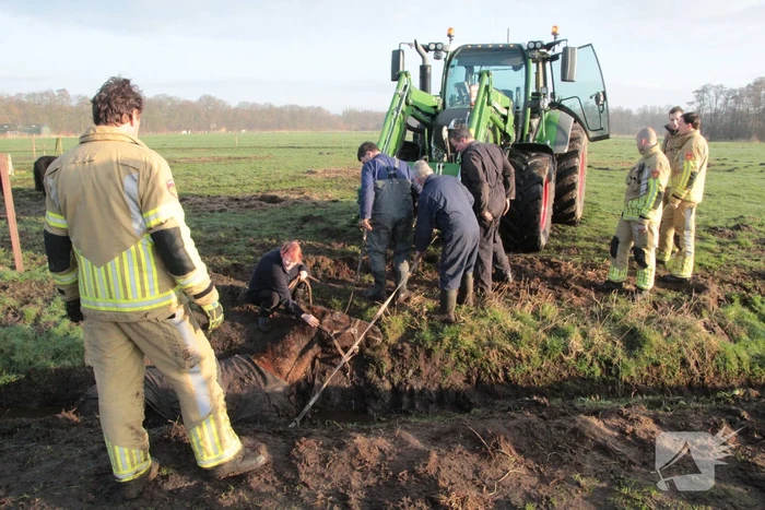 Brandweer ingezet voor een paard in de sloot