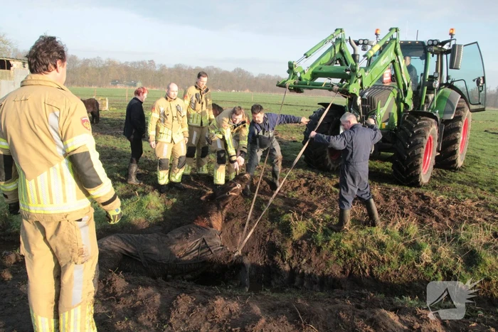 Brandweer ingezet voor een paard in de sloot
