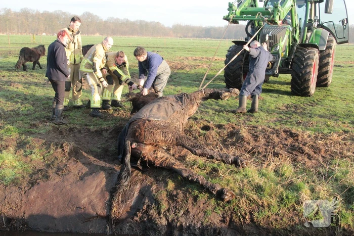 Brandweer ingezet voor een paard in de sloot