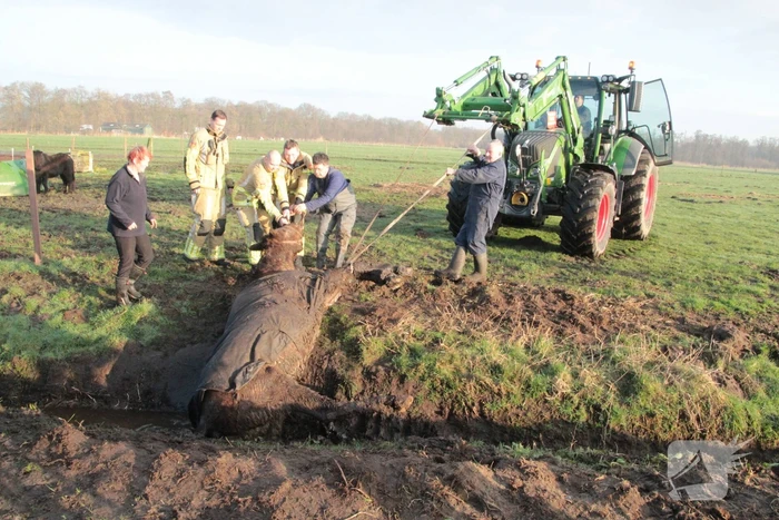 Brandweer ingezet voor een paard in de sloot