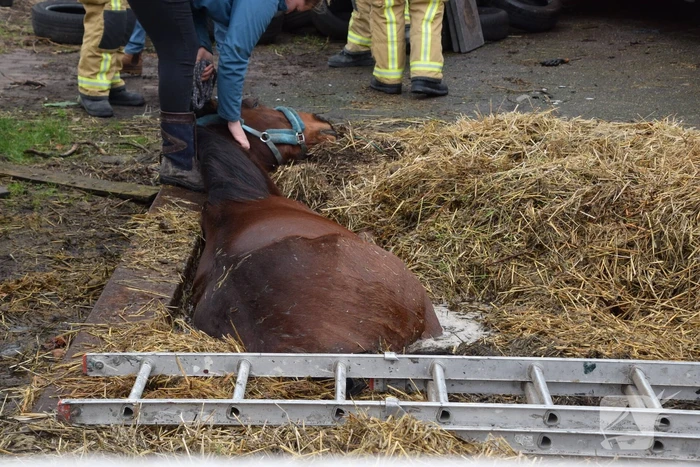 Brandweer ingezet voor paard in put