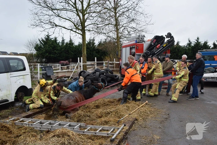 Brandweer ingezet voor paard in put