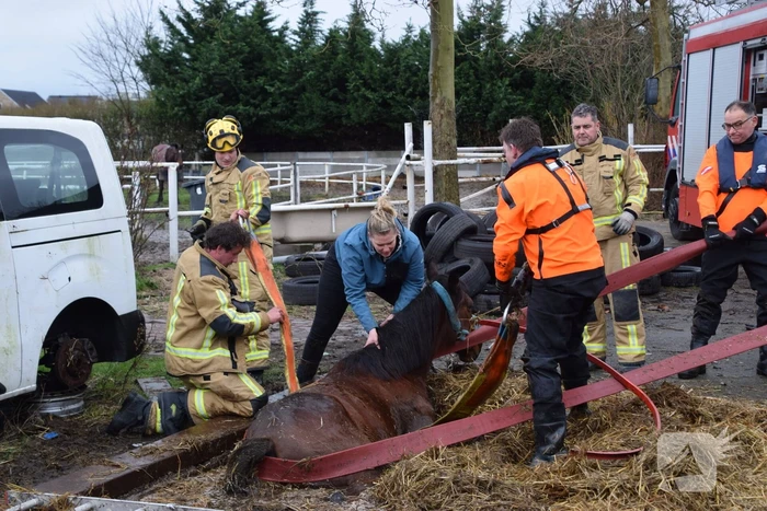 Brandweer ingezet voor paard in put
