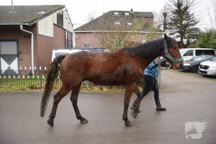 Brandweer ingezet voor paard in put