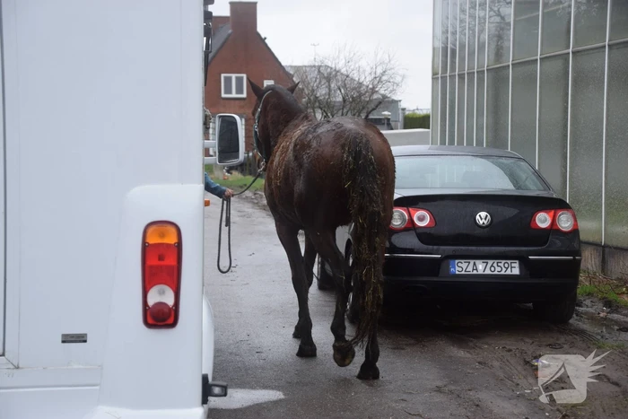 Brandweer ingezet voor paard in put