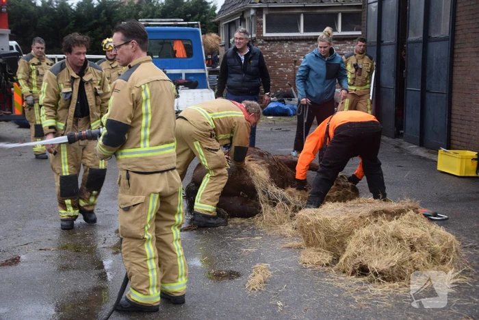 Brandweer ingezet voor paard in put