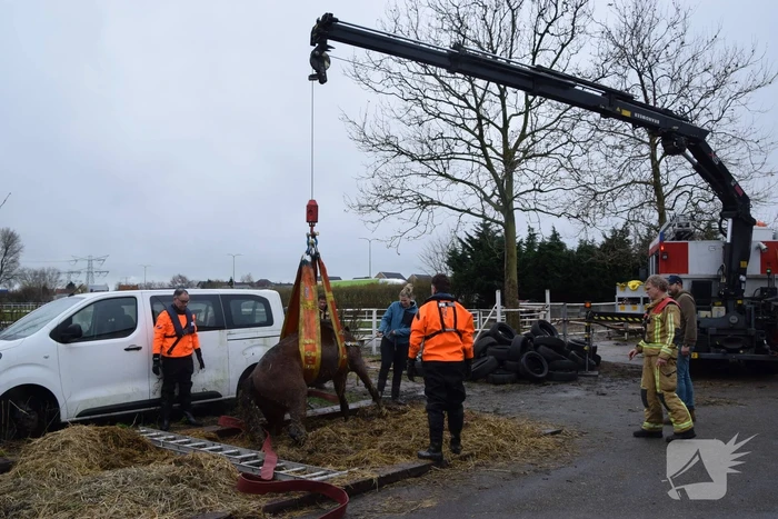 Brandweer ingezet voor paard in put