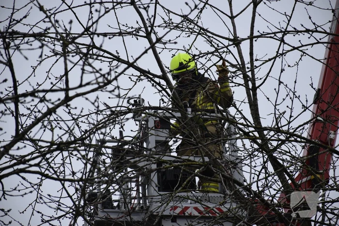 Papegaai Diva gaat ervandoor wanneer brandweer in actie komt