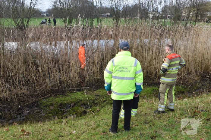 Mogelijk aangereden waterhoen houdt hulpdiensten bezig