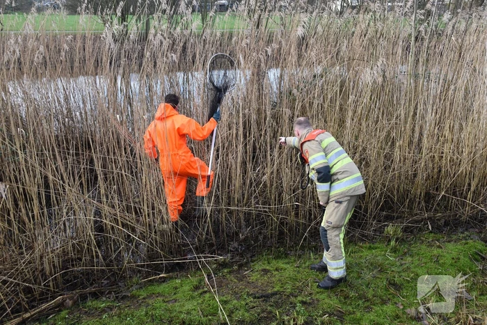 Mogelijk aangereden waterhoen houdt hulpdiensten bezig