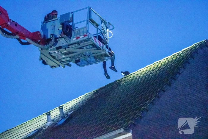 Brandweer helpt bewoner met kat van dak halen