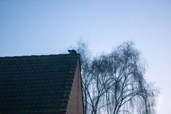 Brandweer helpt bewoner met kat van dak halen