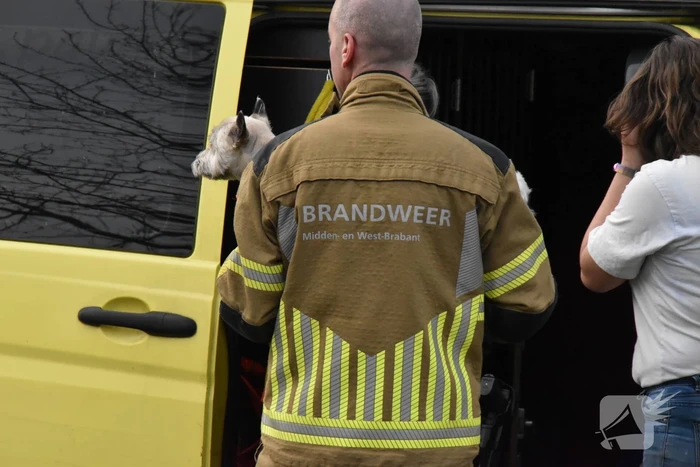 Kop-staartbotsing meerdere voertuigen dieren uit hun benarde positie bevrijdt