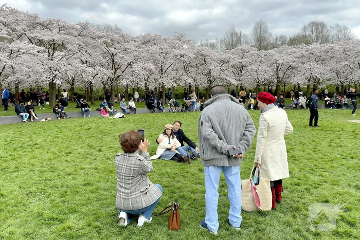 Veel bezoekers in het Kersen-Bloesempark