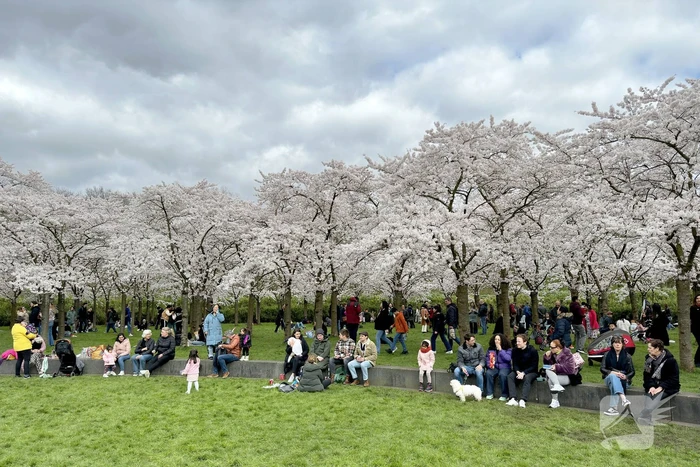 Veel bezoekers in het Kersen-Bloesempark