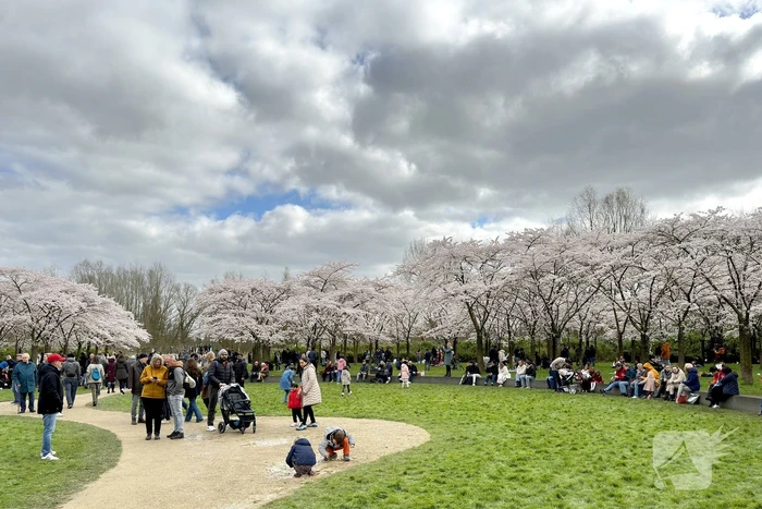 Veel bezoekers in het Kersen-Bloesempark