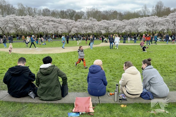 Veel bezoekers in het Kersen-Bloesempark