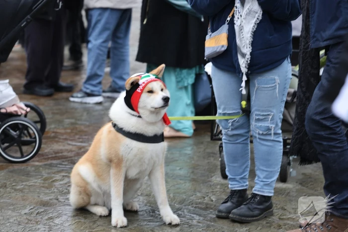 Demonstrant klimt op gebouw naast gemeentehuis