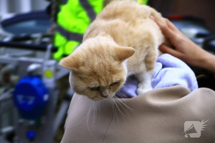 Brandweer haal kat na twee dagen van dak