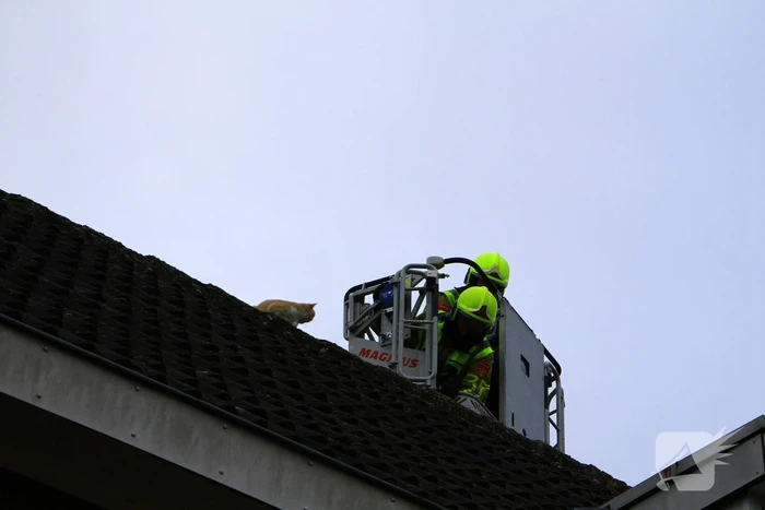 Brandweer haal kat na twee dagen van dak