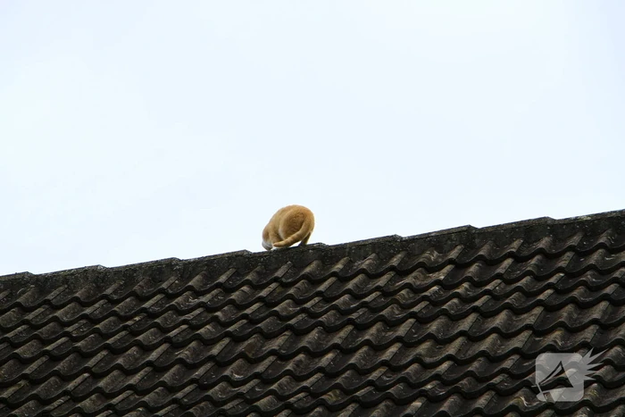 Brandweer haal kat na twee dagen van dak