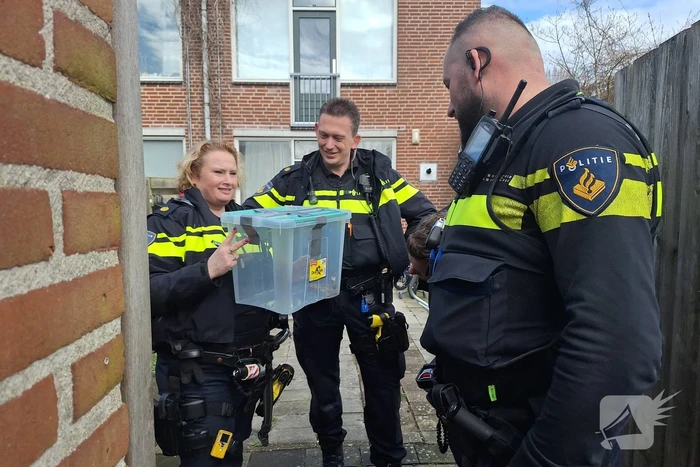 Giftige ontsnapt cobra eindelijk gevangen