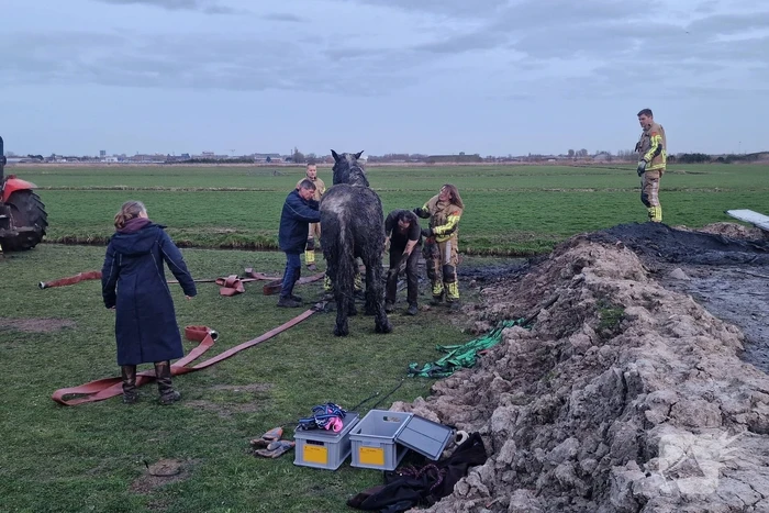 Paard muurvast in modderpoel