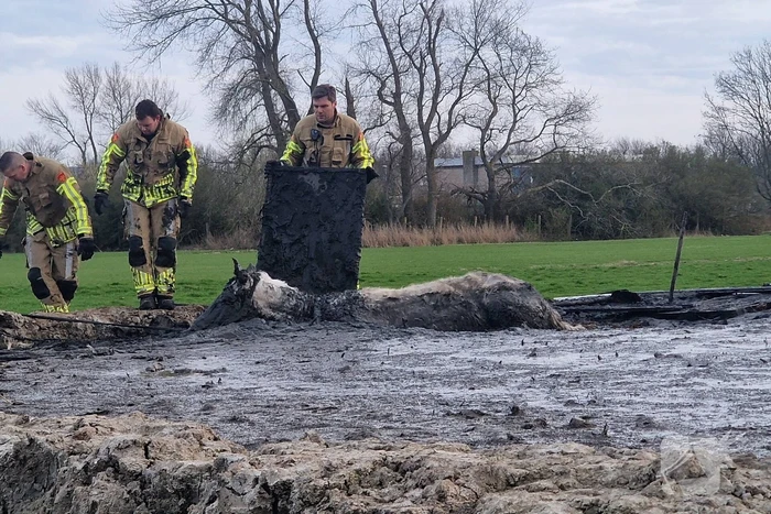 Paard muurvast in modderpoel