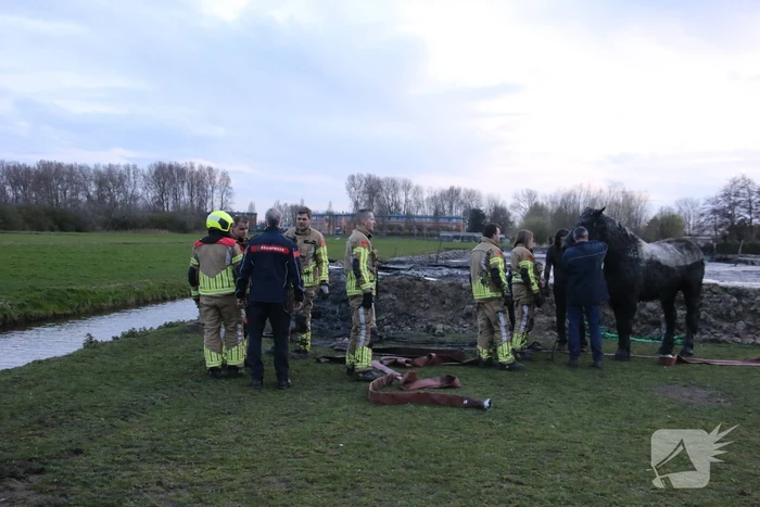 Paard muurvast in modderpoel