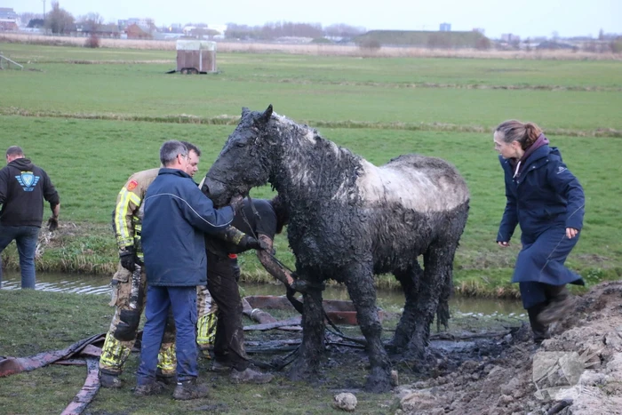 Paard muurvast in modderpoel