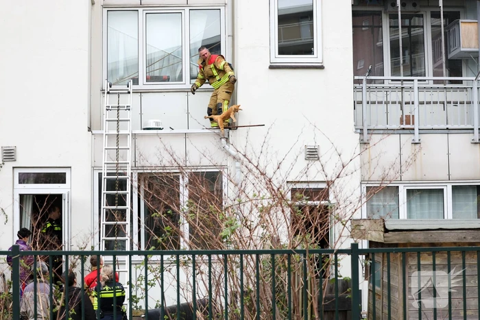 Poes springt van dak tijdens reddingsactie brandweer