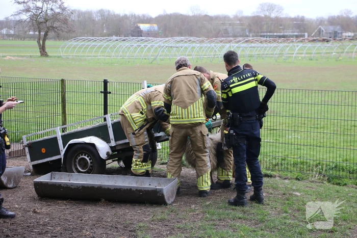 Brandweer bevrijdt schaap uit benarde positie