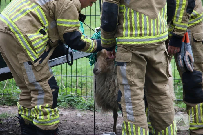 Brandweer bevrijdt schaap uit benarde positie